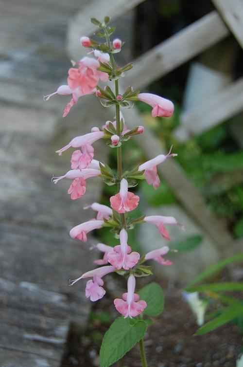 Photo of Hummingbird Sage (Salvia coccinea 'Coral Nymph') uploaded by pixie62560