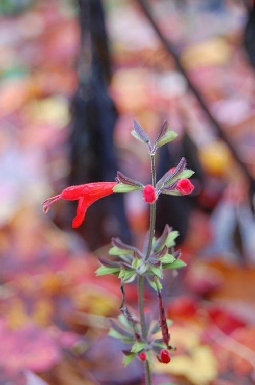 Photo of Salvias (Salvia) uploaded by pixie62560