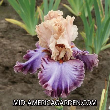 Photo of Tall Bearded Iris (Iris 'Luxuriant Lothario') uploaded by Calif_Sue