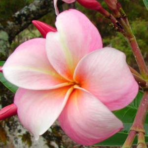 Picture courtesy of Maui Plumeria Gardens