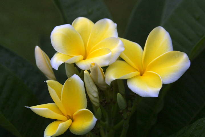 Photo of Plumeria (Plumeria rubra 'Thornton's Lemon Drop') uploaded by Dutchlady1