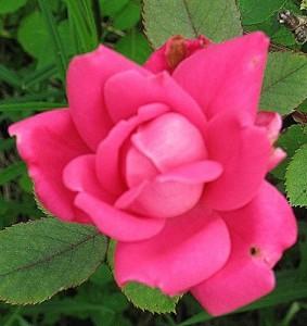 Photo of Rose (Rosa 'Pink Double Knock Out') uploaded by Joy