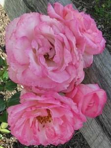 Photo of Rose (Rosa 'Harlekin') uploaded by Joy