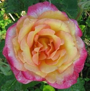 Photo of Rose (Rosa 'Kiss of Fire') uploaded by Joy