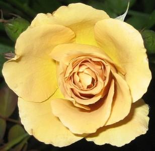 Photo of Rose (Rosa 'Butterscotch') uploaded by Joy