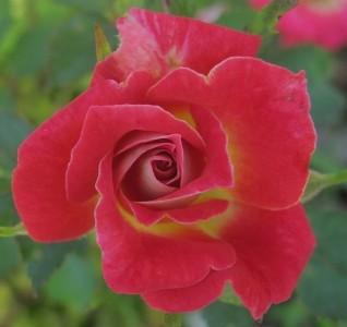 Photo of Rose (Rosa 'Peppermint Parfait') uploaded by Joy