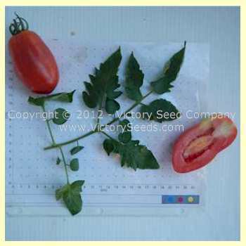 Photo of Tomato (Solanum lycopersicum 'San Marzano') uploaded by MikeD