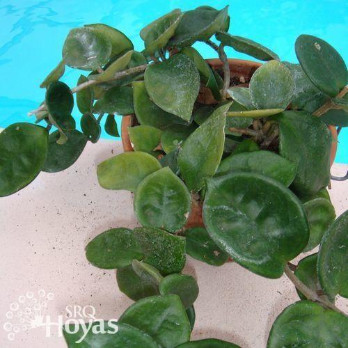 Photo of Wax Plant (Hoya carnosa 'Chelsea') uploaded by SRQHoyas