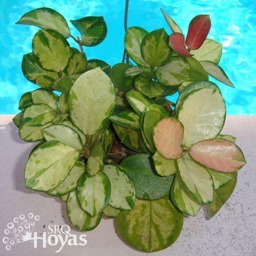 Photo of Wax Plant (Hoya australis 'Lisa') uploaded by SRQHoyas