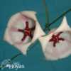 Hoya archboldiana 'Jumbo Red' SRQ 3092