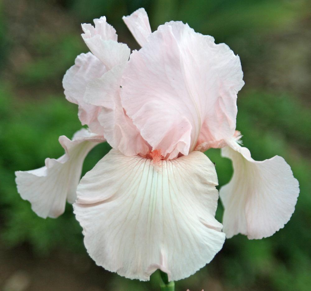 Photo of Tall Bearded Iris (Iris 'Vanity') uploaded by Snork