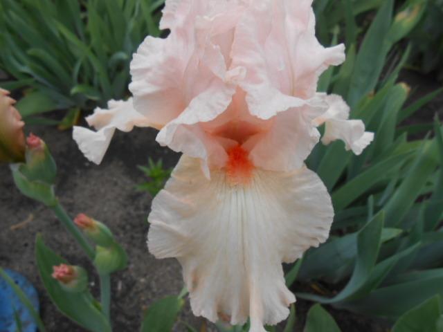Photo of Tall Bearded Iris (Iris 'Vision in Pink') uploaded by crowrita1