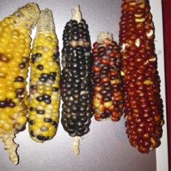 
Glass Gem corn color varies greatly!