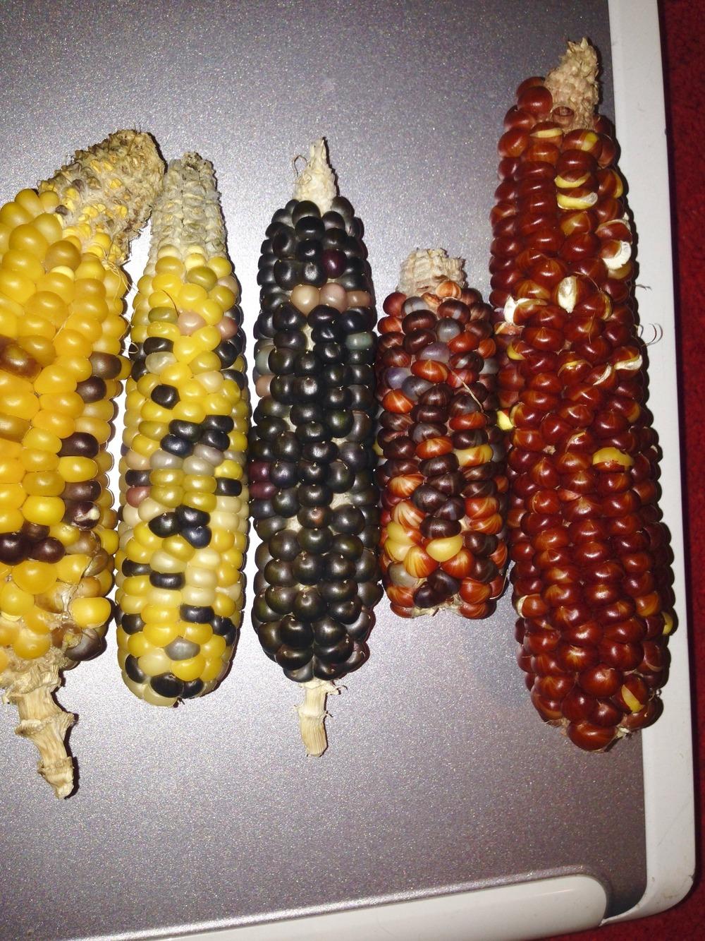 Photo of Popcorn (Zea mays subsp. mays 'Glass Gem') uploaded by keithp2012