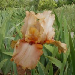 Location: north central Texas
Date: 2003-05-04
a late blooming iris