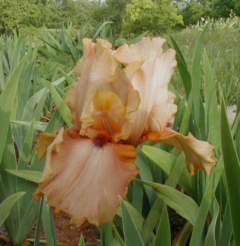 Photo of Tall Bearded Iris (Iris 'Virginia Rudkin') uploaded by needrain