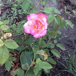 Location: Timken, KS
Date: 2014-07-18
I googled most perfumed rose.  This came up, my name is Sheila, s