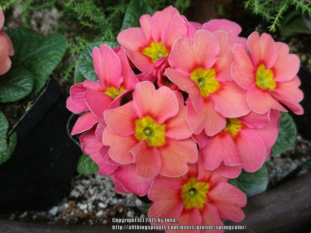 Photo of Primroses (Primula) uploaded by springcolor