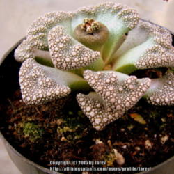 Location: At home- San Joaquin County, CA
Date: 2015-02-01
Newly acquired succulent- Titanopsis calcareum