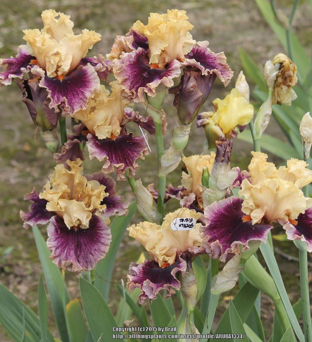 Photo of Tall Bearded Iris (Iris 'Puzzled') uploaded by ARUBA1334