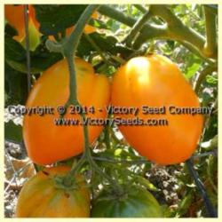 Location: Victory Seed Company - Liberal, OR
Date: 2014
Image used courtesy of the Victory Seed Company