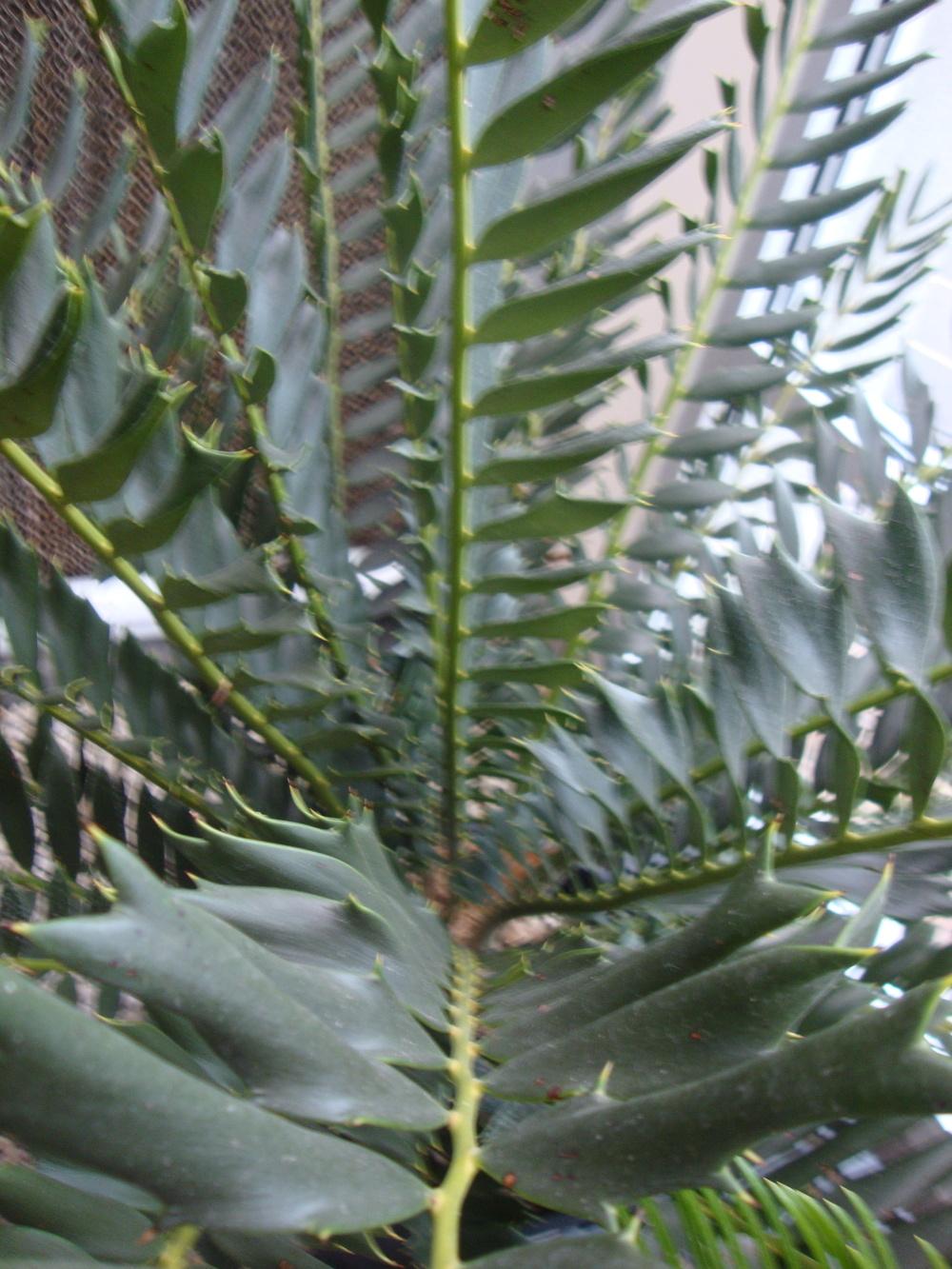 Photo of Holly-Leaved Cycad (Encephalartos ferox) uploaded by Paul2032
