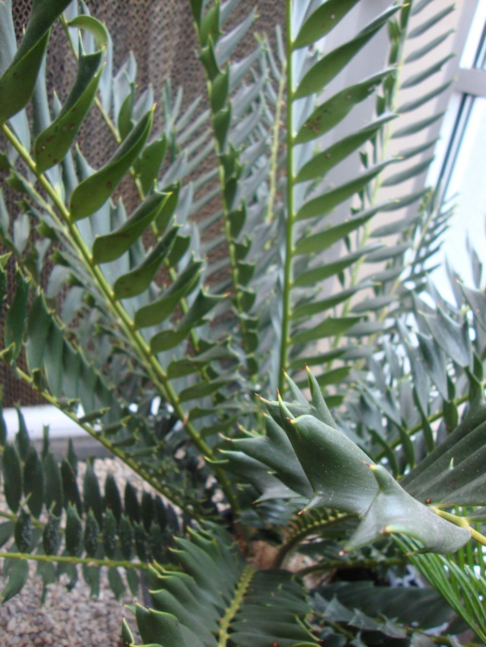 Photo of Holly-Leaved Cycad (Encephalartos ferox) uploaded by Paul2032