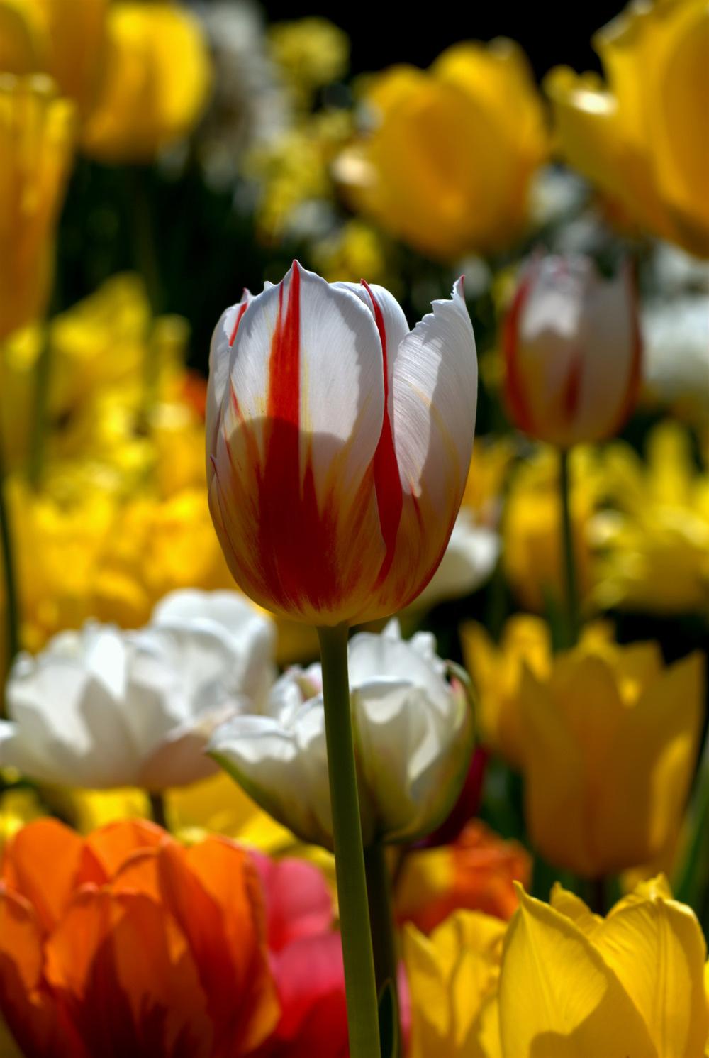 Photo of Tulips (Tulipa) uploaded by admin