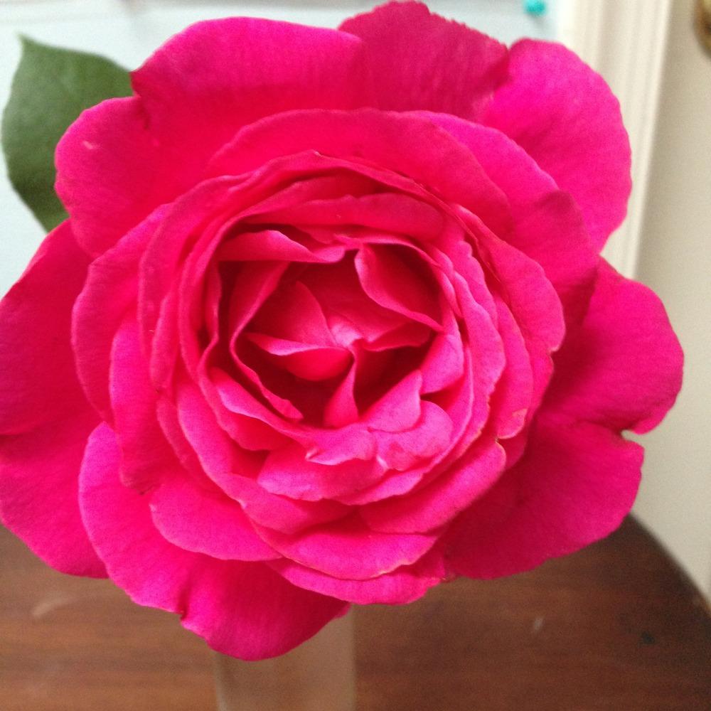 Photo of Rose (Rosa 'Grande Dame') uploaded by lovesblooms