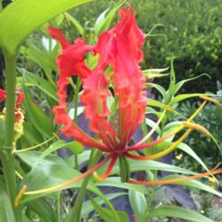 Location: Front Garden, Maryland Zone 7a
Date: 7/20/2014
Glorosa Lily Himalayan Select bloom