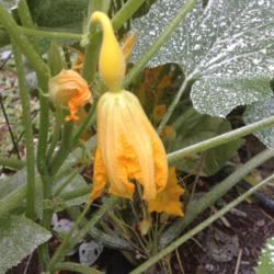 Location: Front Garden, Maryland Zone 7a
Date: 7/20/2014
Summer Squash Early Golden Summer Crookneck immature fruit attach