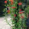 Gloriosa Lily Himalayan Select 
