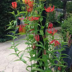 Location: Front Garden, Maryland Zone 7a
Date: 8/4/2014
Gloriosa Lily Himalayan Select