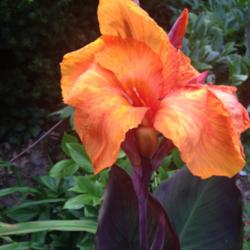 Location: Front Garden, Maryland Zone 7a
Date: 8/11/2014
Canna Wyoming bloom
