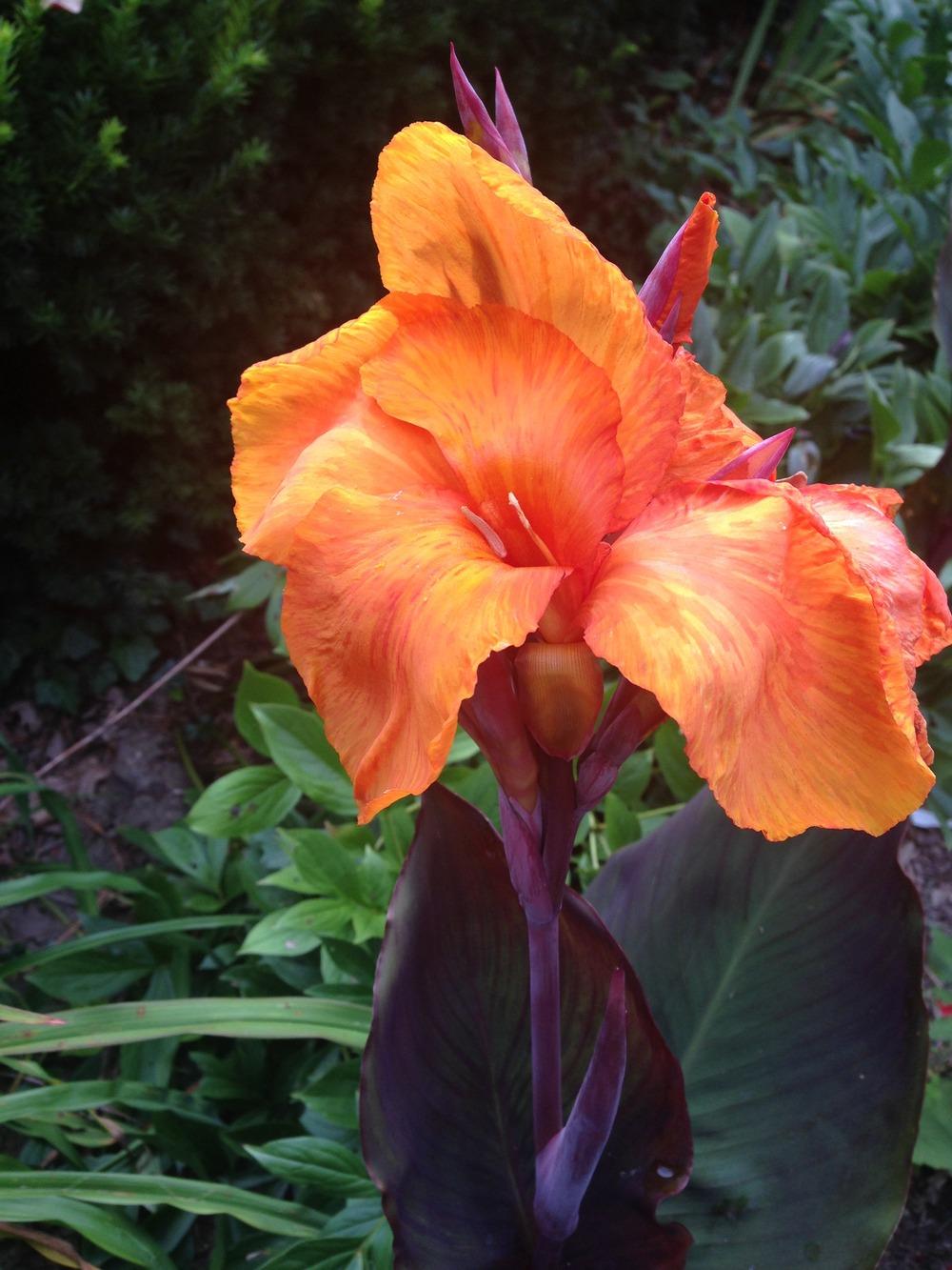 Photo of Canna (Canna x generalis 'Wyoming') uploaded by lovesblooms