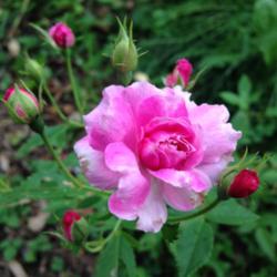 Location: Front Garden, Maryland Zone 7a
Date: 8/2/2014
Rose Caldwell Pink (Pink Pet)