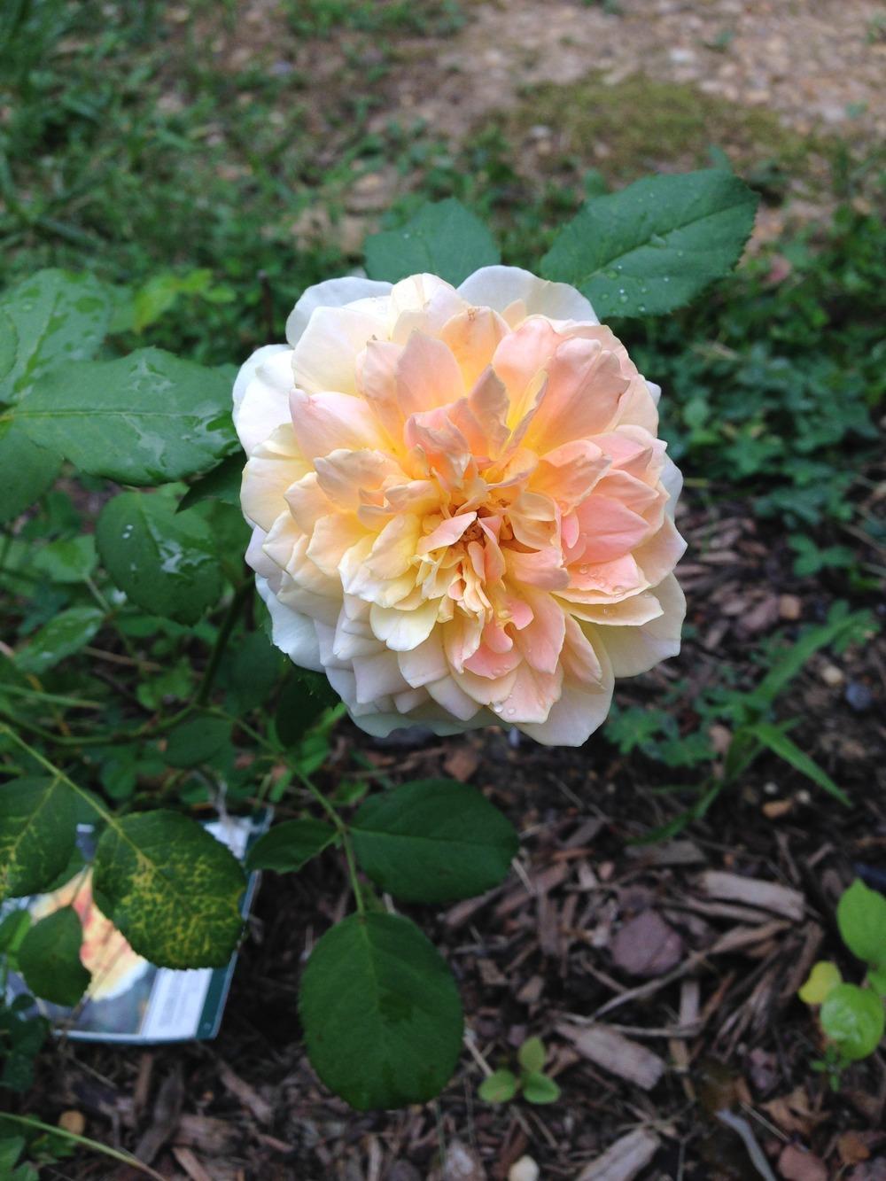 Photo of Rose (Rosa 'South Africa') uploaded by lovesblooms