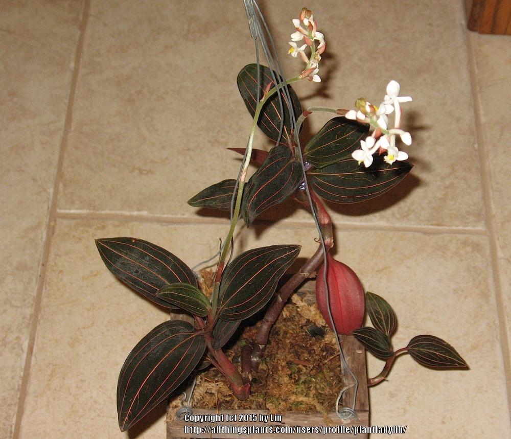 Photo of Jewel Orchid (Ludisia discolor) uploaded by plantladylin