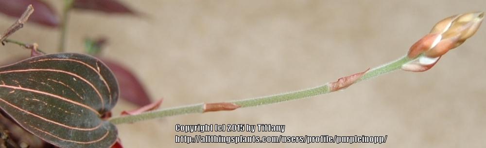 Photo of Jewel Orchid (Ludisia discolor) uploaded by purpleinopp