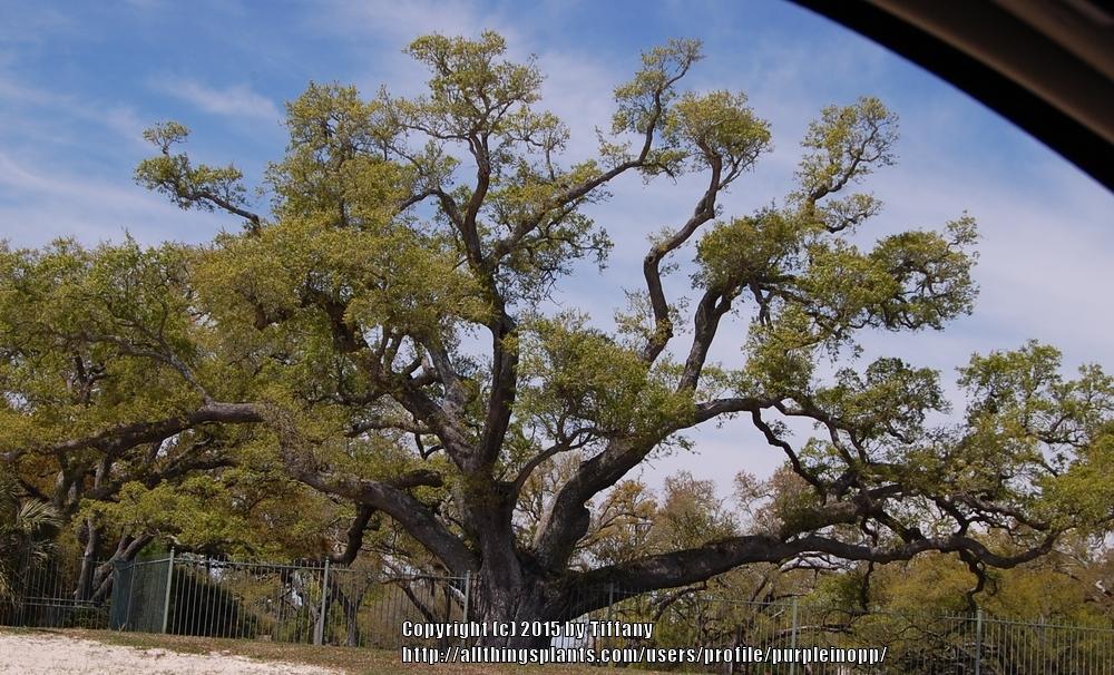 Photo of Live Oak (Quercus virginiana) uploaded by purpleinopp