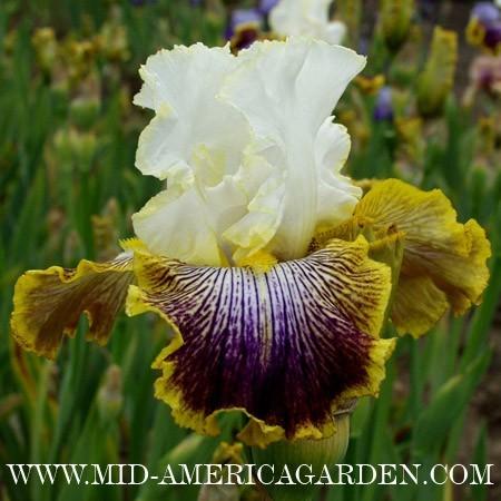 Photo of Tall Bearded Iris (Iris 'Patchwork Puzzle') uploaded by Calif_Sue
