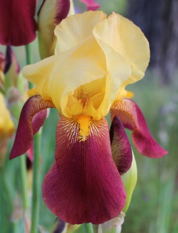 Photo of Tall Bearded Iris (Iris 'Accent') uploaded by Calif_Sue