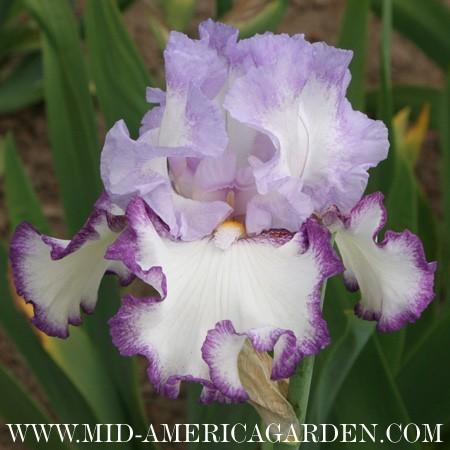 Photo of Tall Bearded Iris (Iris 'Petticoat Shuffle') uploaded by Calif_Sue