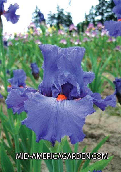 Photo of Tall Bearded Iris (Iris 'Pacific Fire') uploaded by Calif_Sue