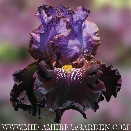 Photo of Tall Bearded Iris (Iris 'One of a Kind') uploaded by Calif_Sue