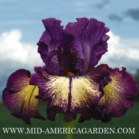 Photo of Tall Bearded Iris (Iris 'Out of the Dark') uploaded by Calif_Sue