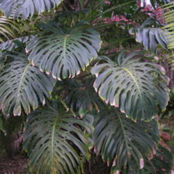Location: Hawaiian Acres, Hawai'i
Date: 4000-02-04
Mature leaves.
