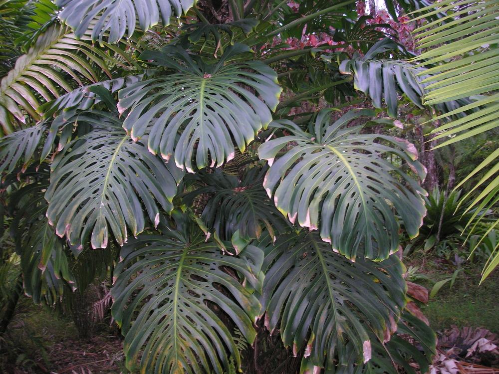 Photo of Split-Leaf Philodendron (Monstera deliciosa) uploaded by Metrosideros
