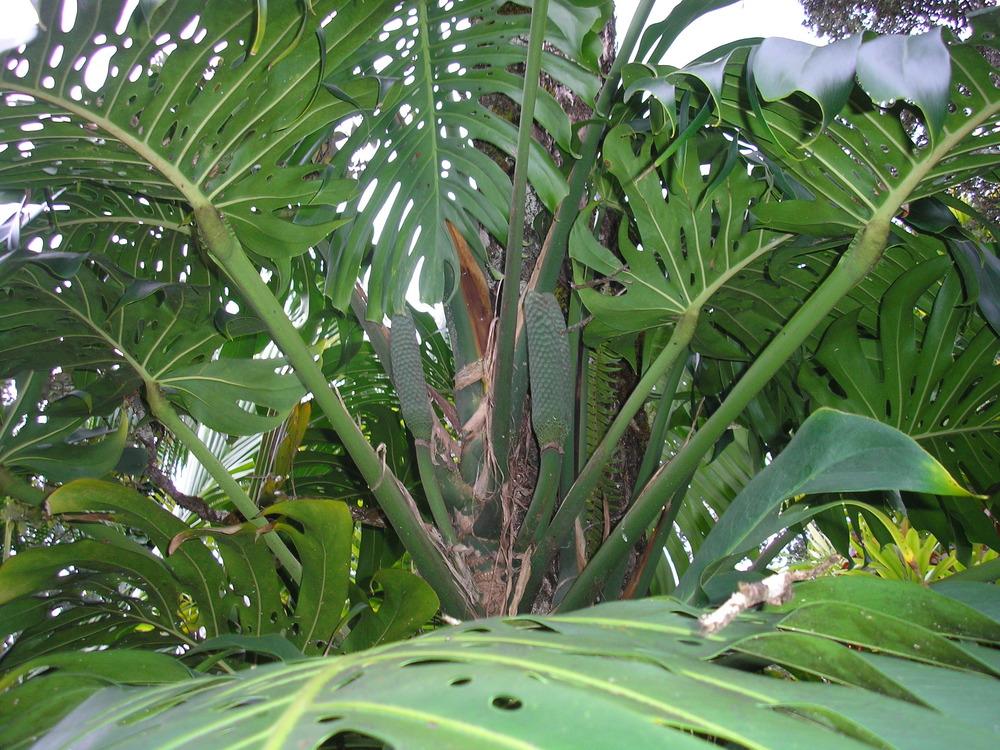 Photo of Split-Leaf Philodendron (Monstera deliciosa) uploaded by Metrosideros