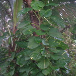 Location: Wa'a Wa'a Kipuka, Lower Puna, Hawai'i
Date: 4000-02-04
Maturing young plant.